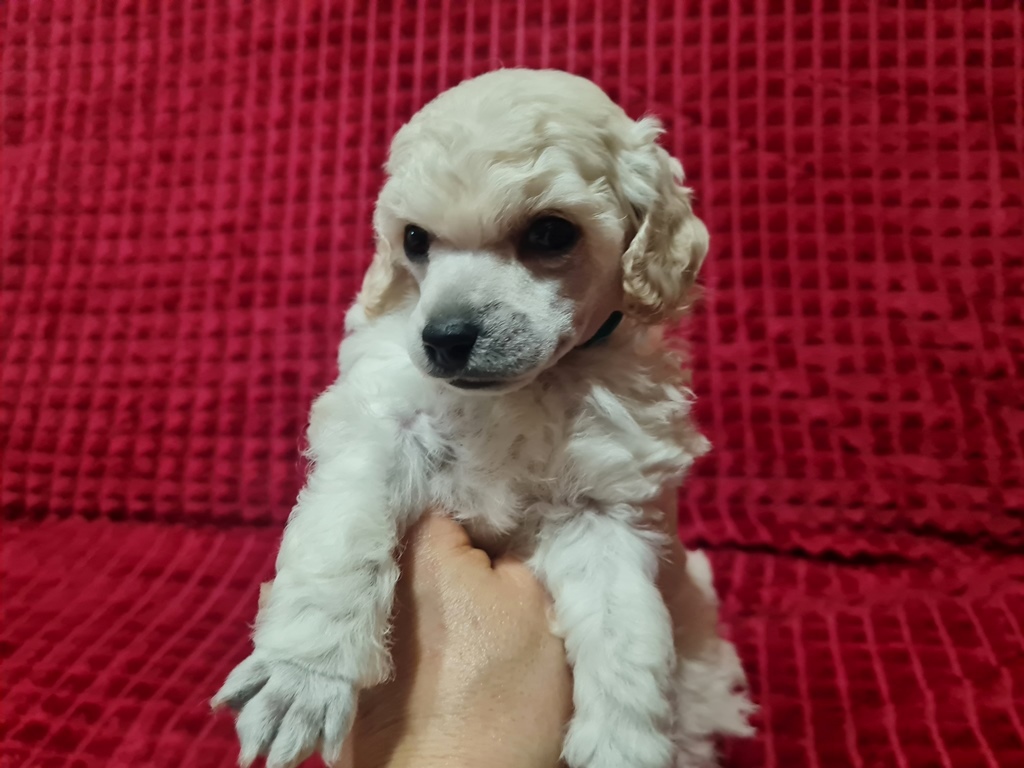 -ПОРТРЕТИК-4