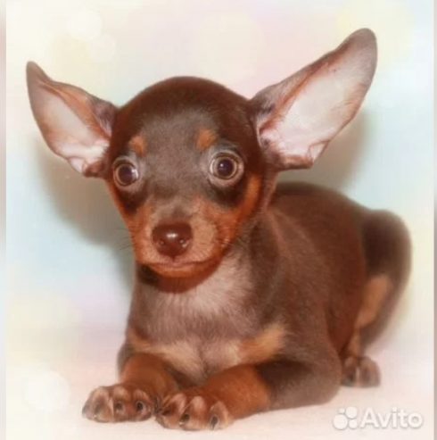 -экрана_25-2-2026_12148_www.avito_.ru_