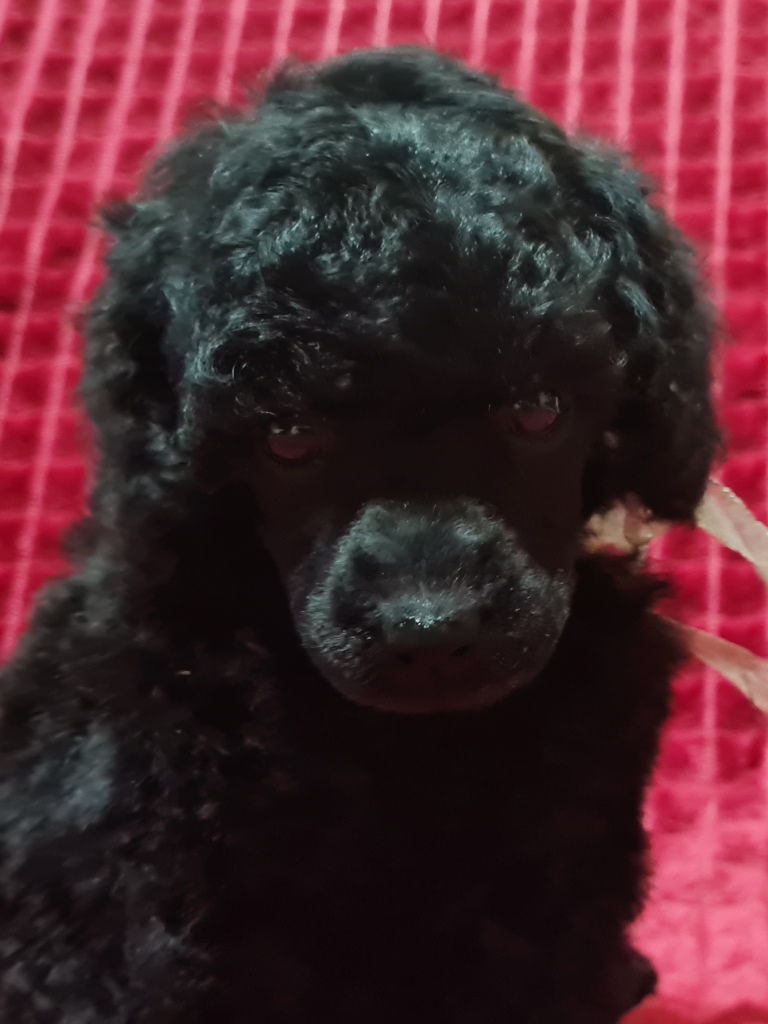 -мальчик-с-корзинкой-6