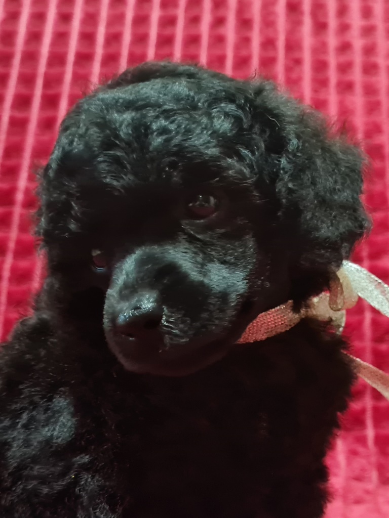 -мальчик-с-корзинкой-7