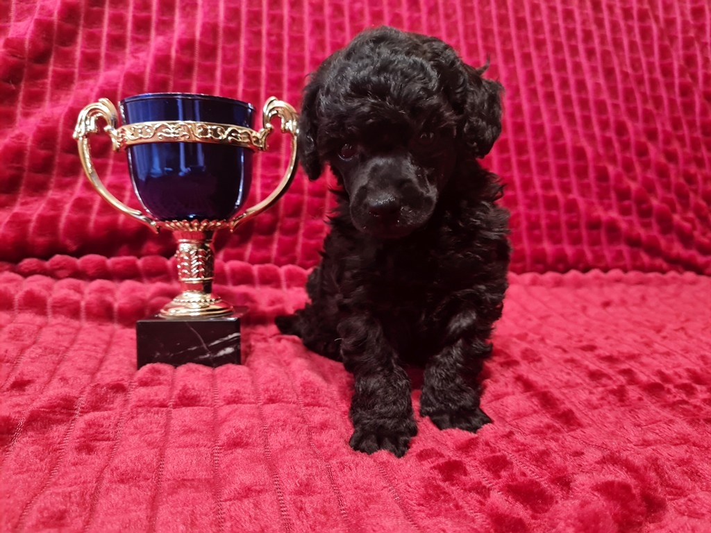 -мальчик-с-кубком-белая-ленточка-2