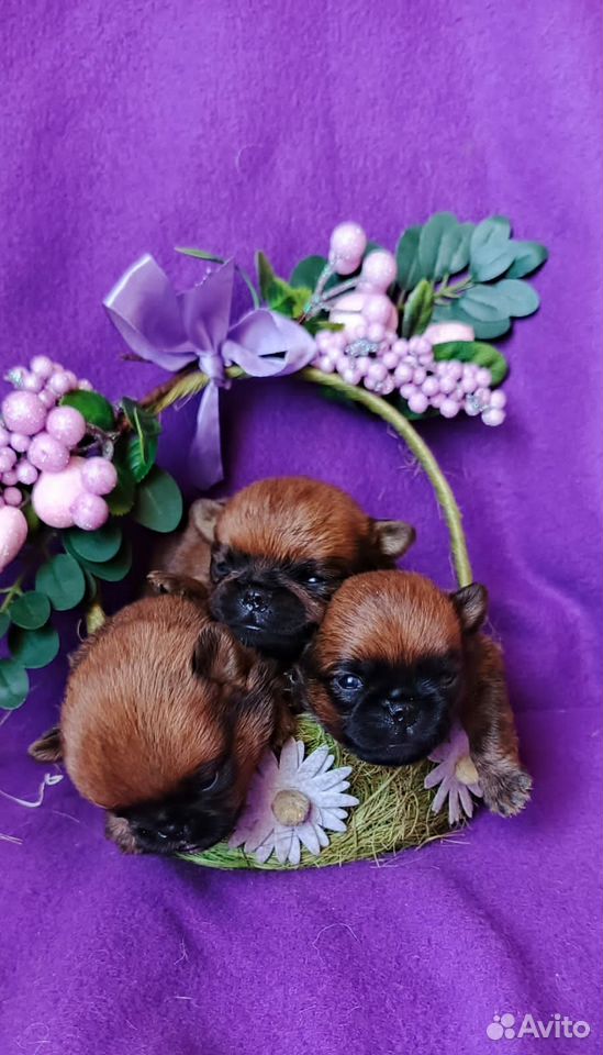 1.T5xQmLa443VmL2F4QoF341k54XPuOWFjZjThd-Ax63_m-1