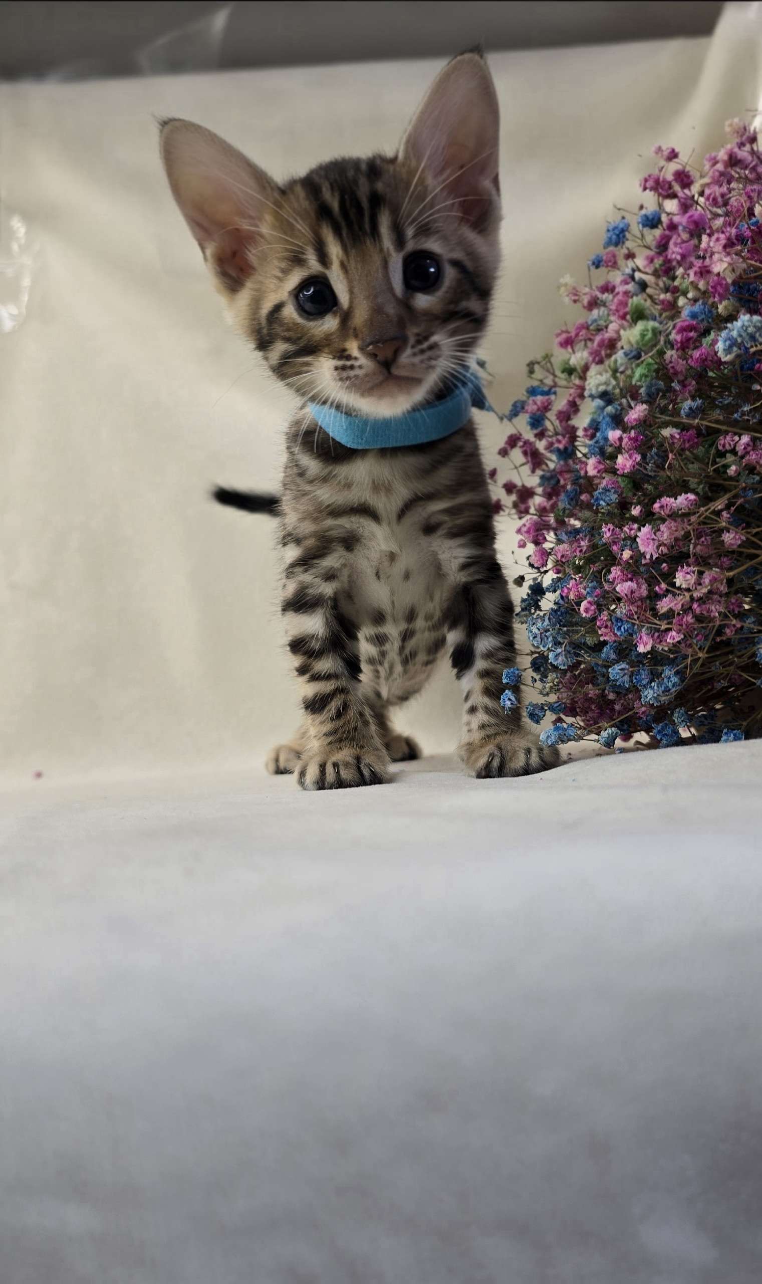 1Y7UJPniBVixhV3LzWtu_L1O7J_PECYNb7zLlyMkQXGXhSB2hS_4D8WhVcfQSPXy__Uc6-bPsKr6xz8-jGatV1Wl