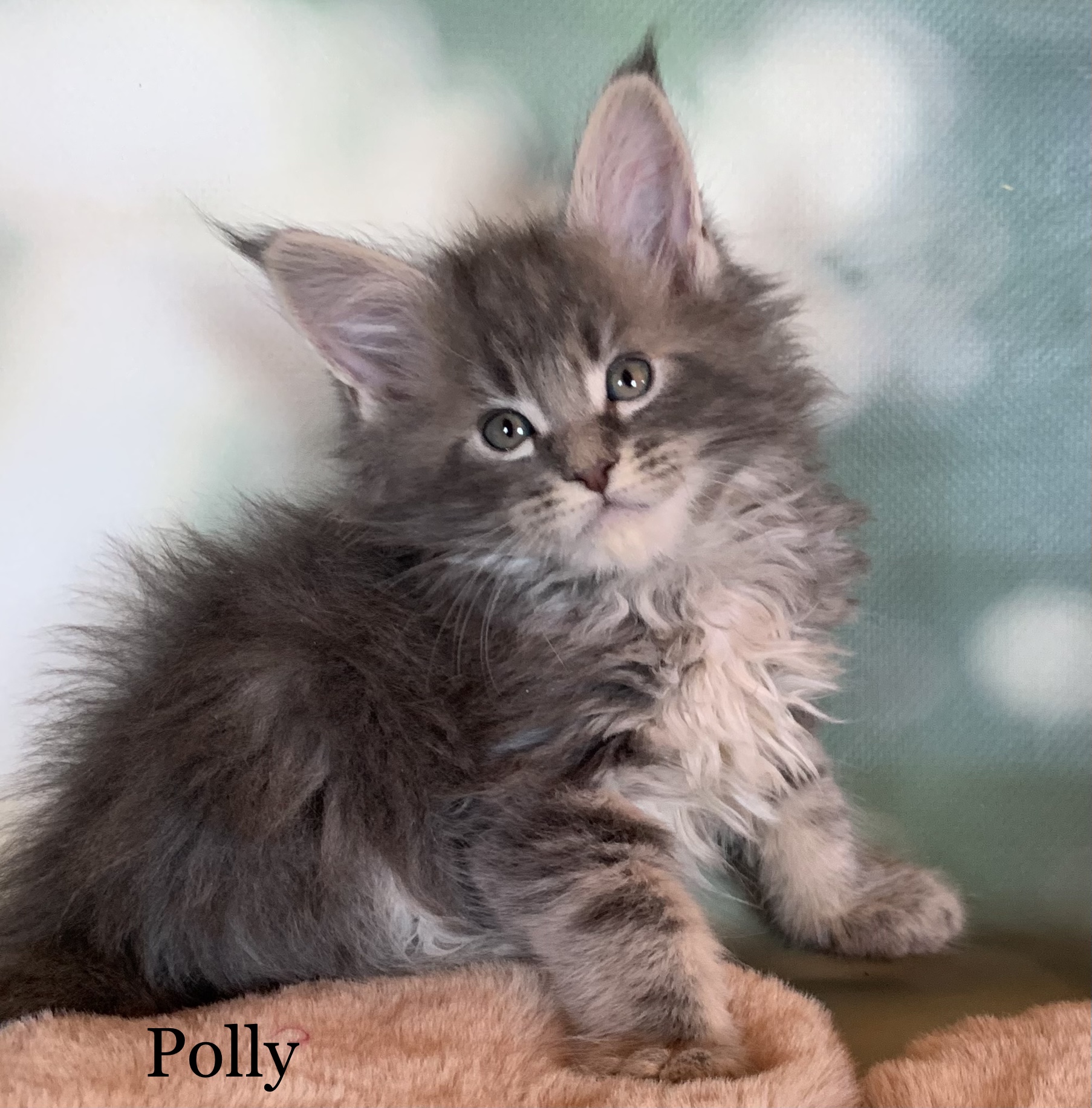 89D63015-E994-40FA-BA03-68CB25612FC1