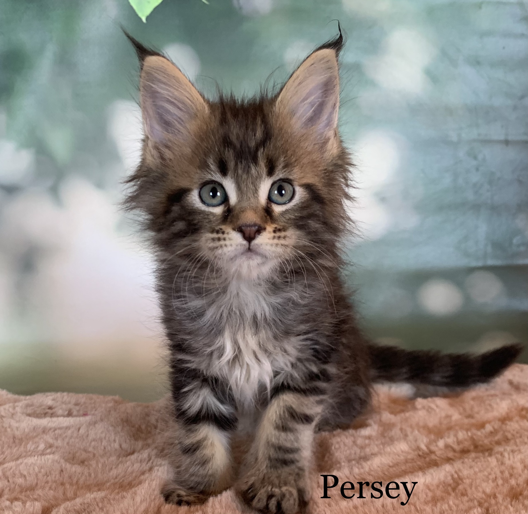 8C8B7CA2-FF6F-4FFF-8B80-7180F3602AD3