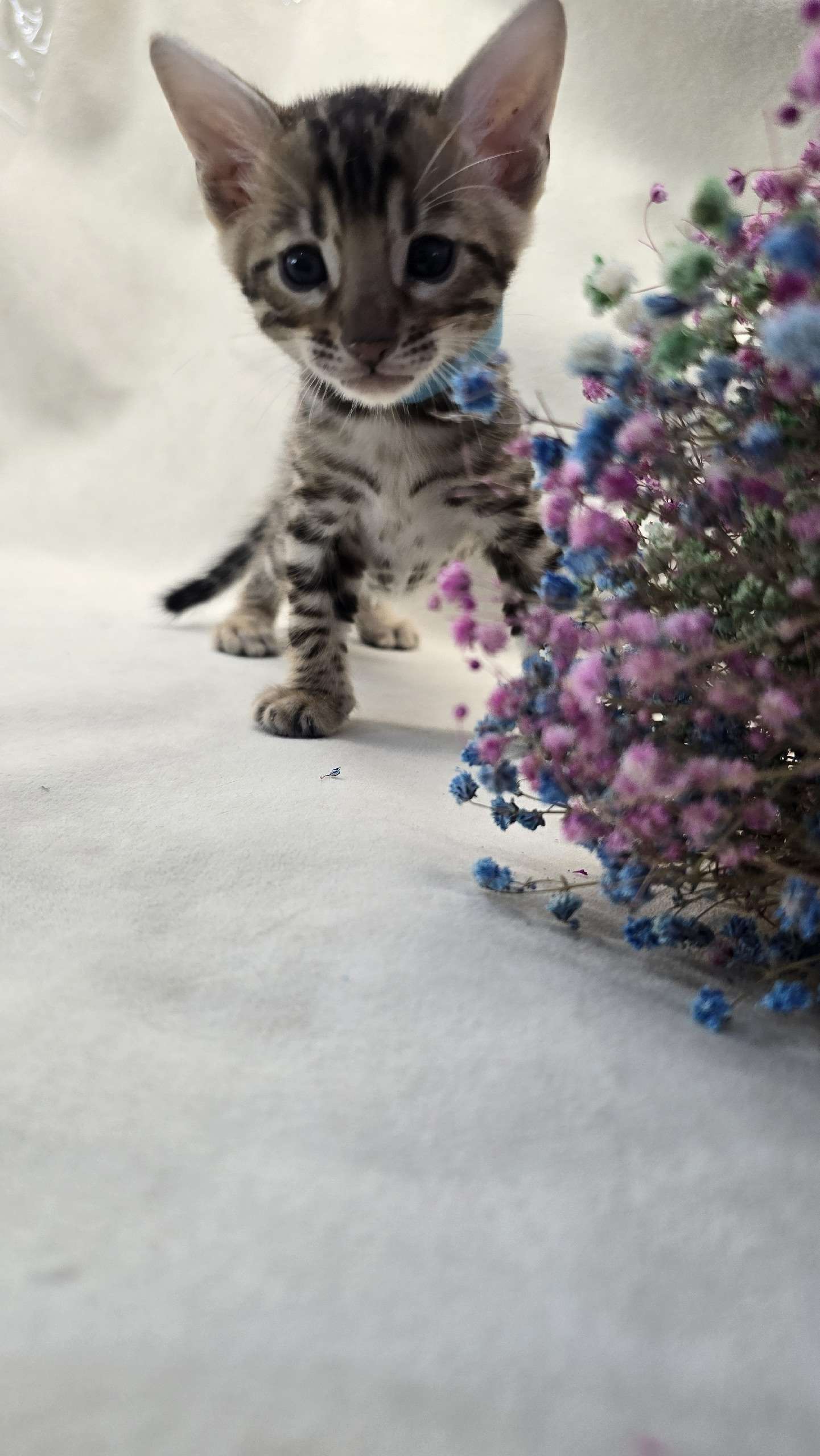 DpiIyVfzWabgvpyhPkaBLeYh6T7JEEnpAyWczU0US1zfGijcxciXQKX1JC2vLYsymJGLbPU1gEqQnKwIpW-uQoCj