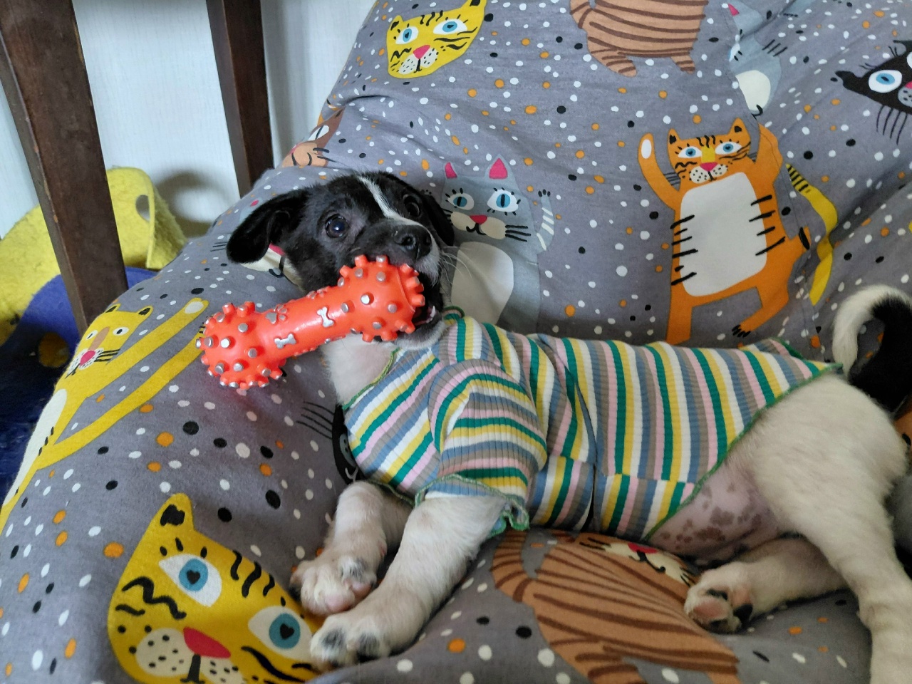 H1KTmlMLiQoVNSIt5mA2Adf8uXDYHqOJ_jKvaZbkInEK2dwdXwxFBJaAAIQ_tpnkKzUdciVxz9p8gp47UT0zLJNy