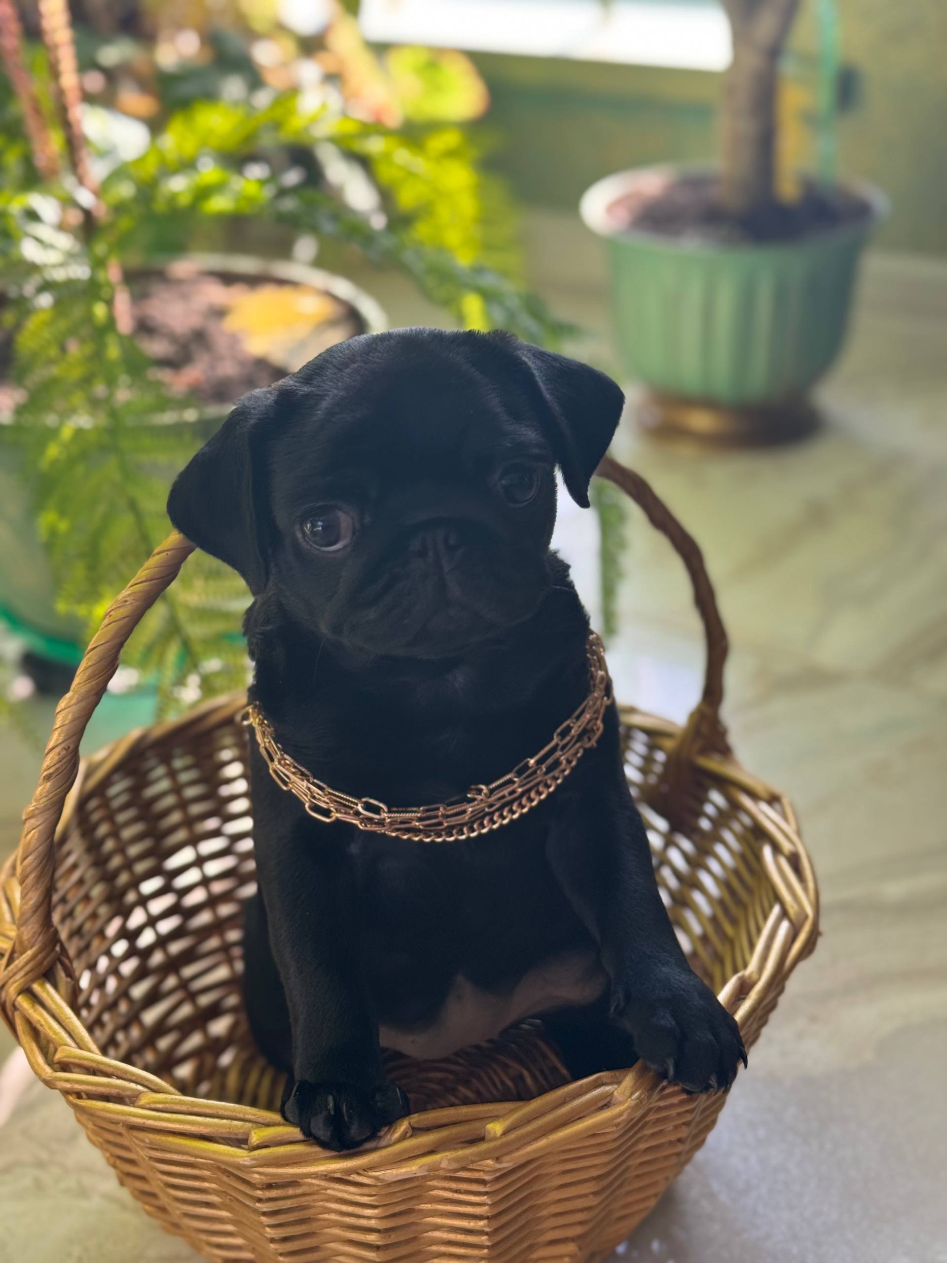 IMG_20260311_175402_558