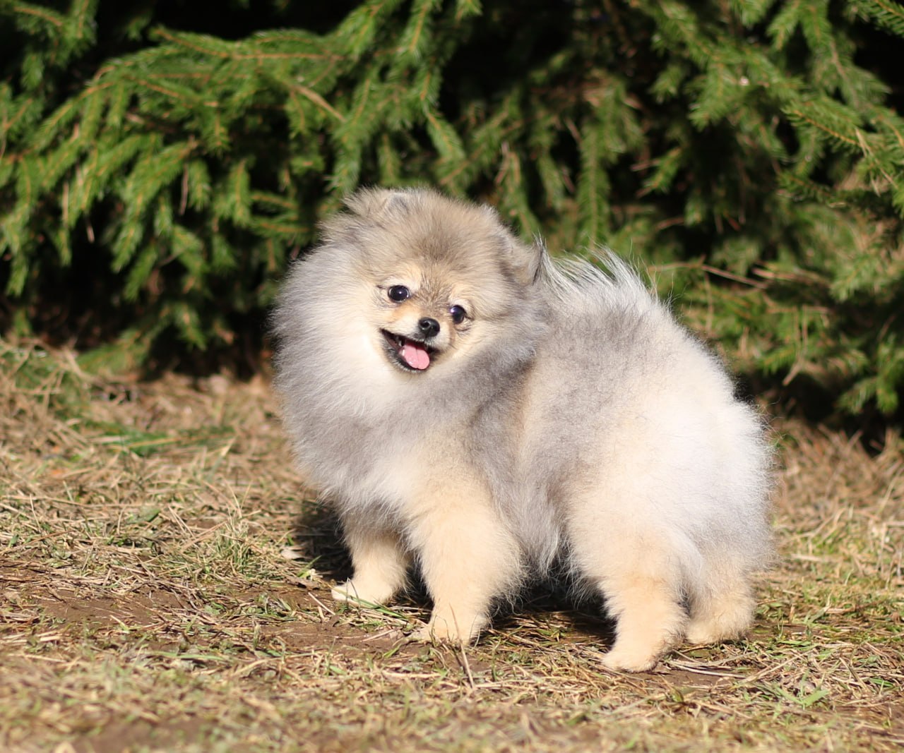 IMG_20260325_015029_340