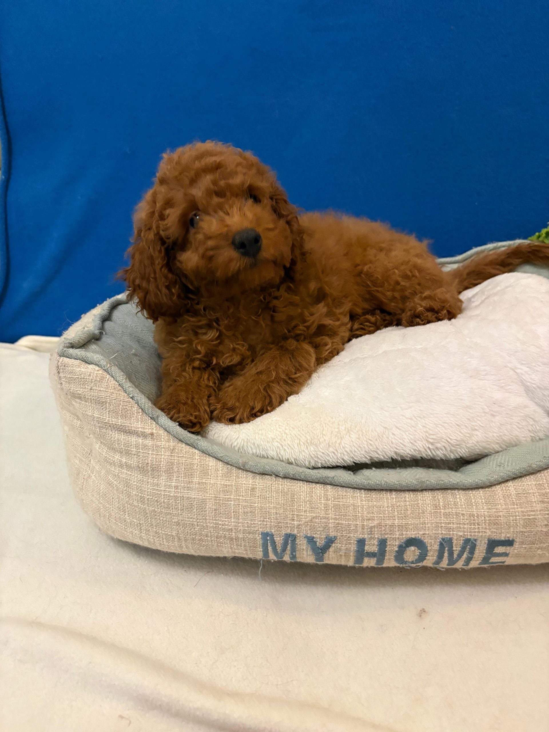 WhatsApp-Image-2026-03-30-at-17.49.39