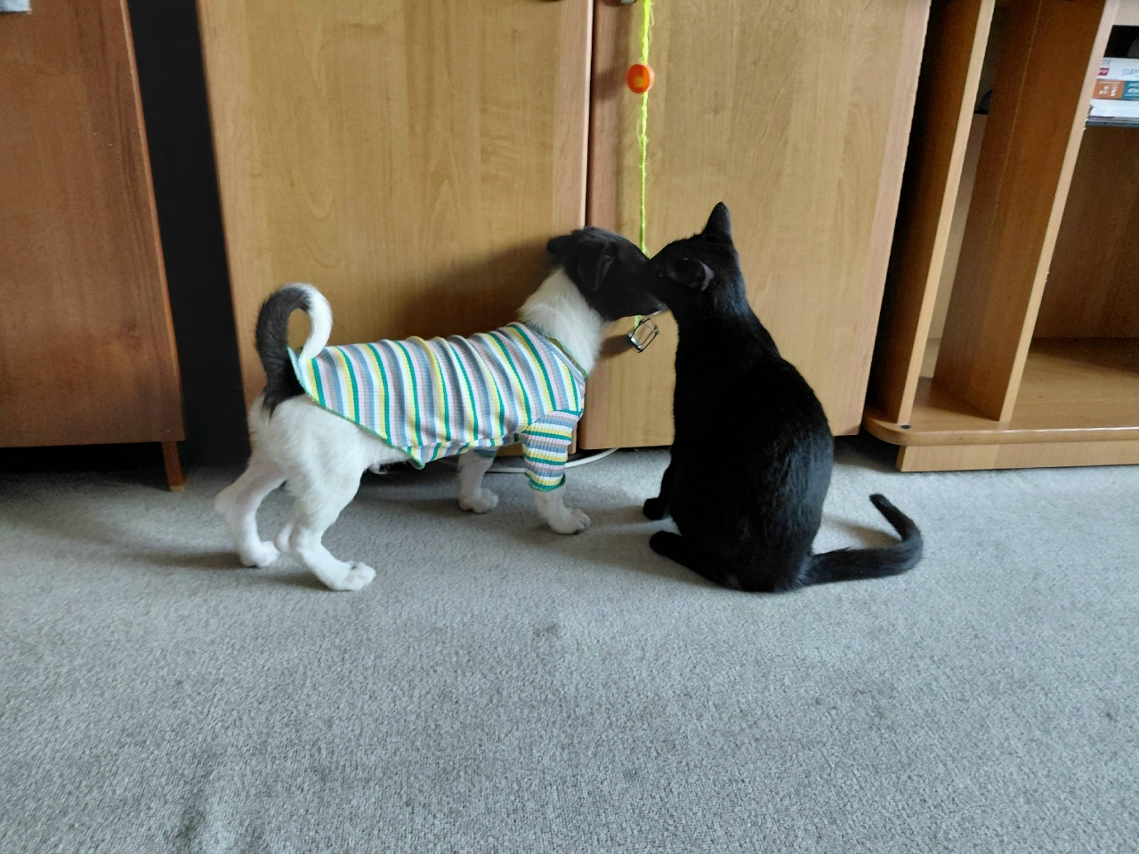 uE_Sq7AUek52iucYUnJptgpiCMNIso9lDChEnxsIWlP6M0I7FCo9cGjUyg-g1az9Heca5gk0FH8c7xS5TDSuuI0u