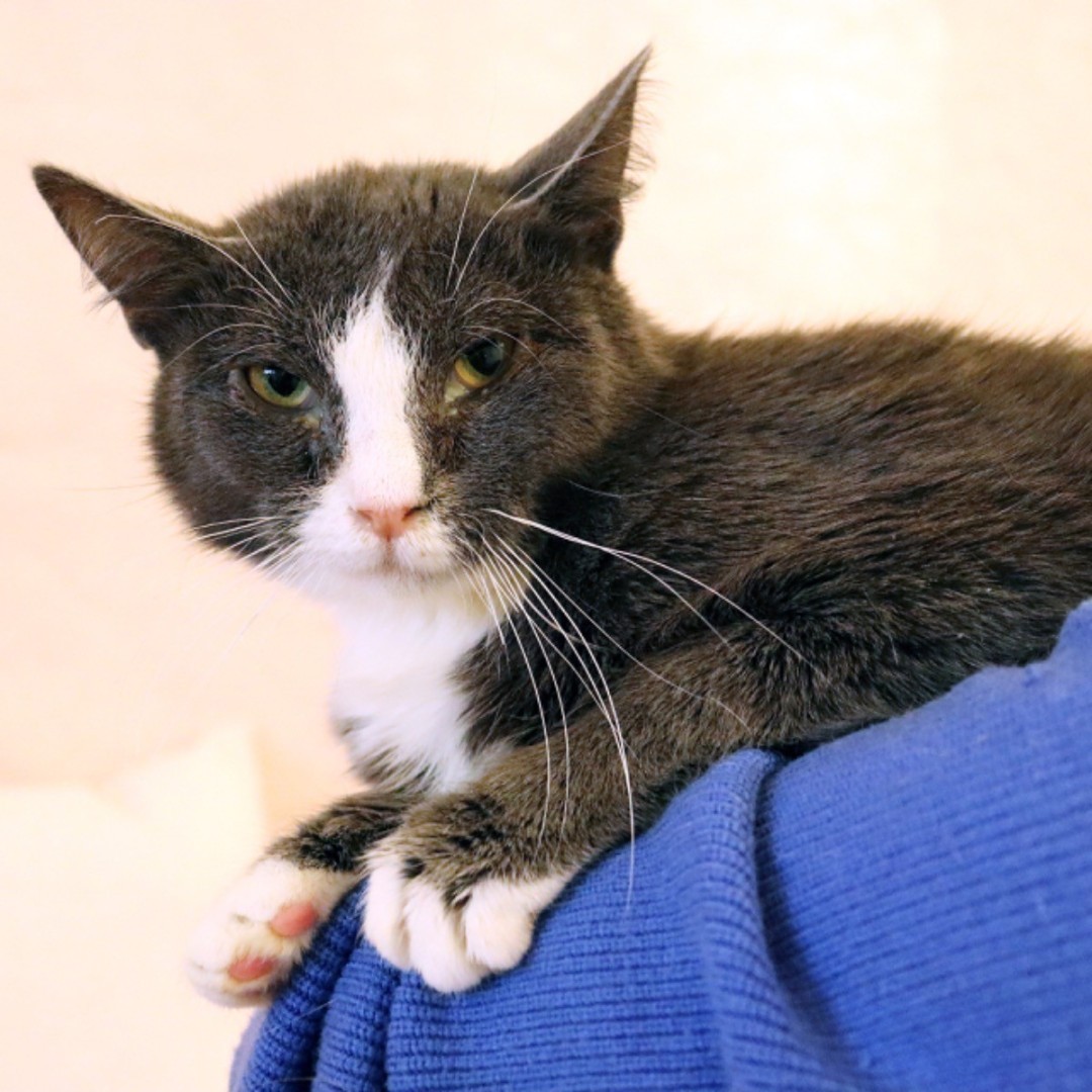 umnitsa-dymok-sieryi-s-biely-1196905198_large