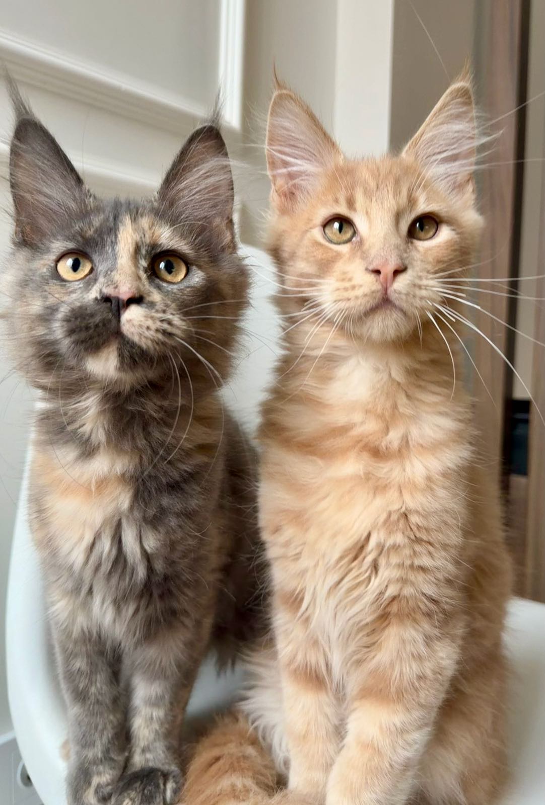 045ca7e49b1bc09bdb001190bca2db36_04_05_2026_14_45_51_389