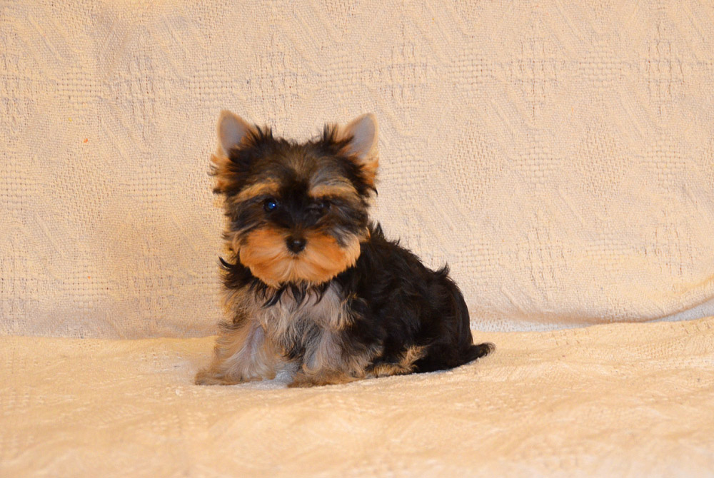 1-5-фото-3-DSC_0625