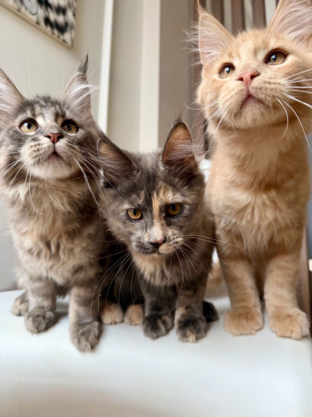 19e556cbc46916836ea4e86c6af335ec_04_05_2026_14_45_52_405