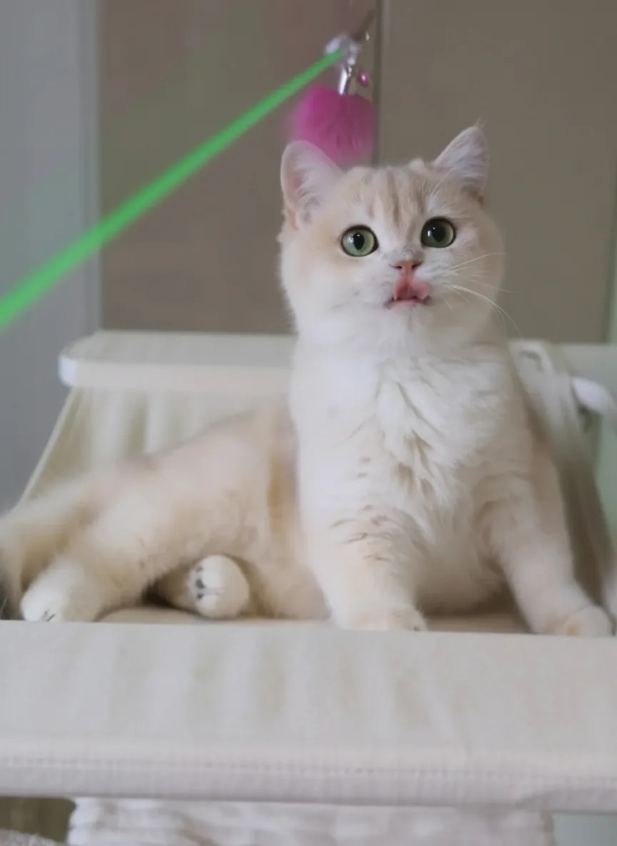 1K2k08wF2cDhwR0dhkC_D0axC13b0pWt7k4WpcuOon0HNeytE5UMTelSdorpc62GCk2PlcmbhsHS1sFzD5njpFs3