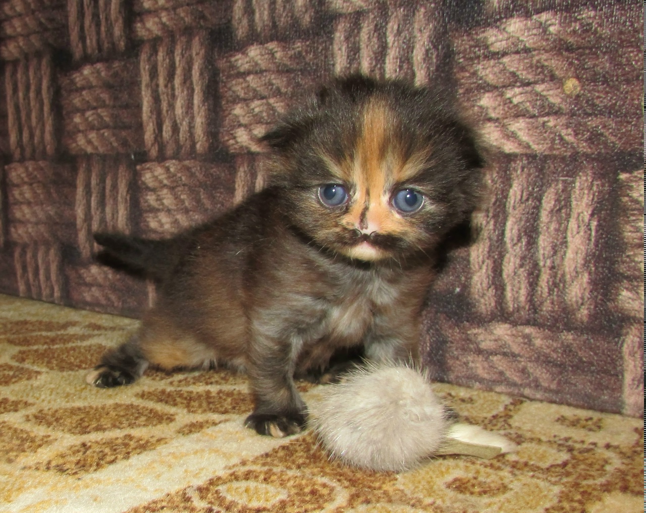 3_tKslhfDSNXk5xabzbVhjX1BCfWGOm3PJt0YOfZLvHstHZCtdwpjb3YtKukho7fwn2XqxcxNiAo06MczTPP-0Km