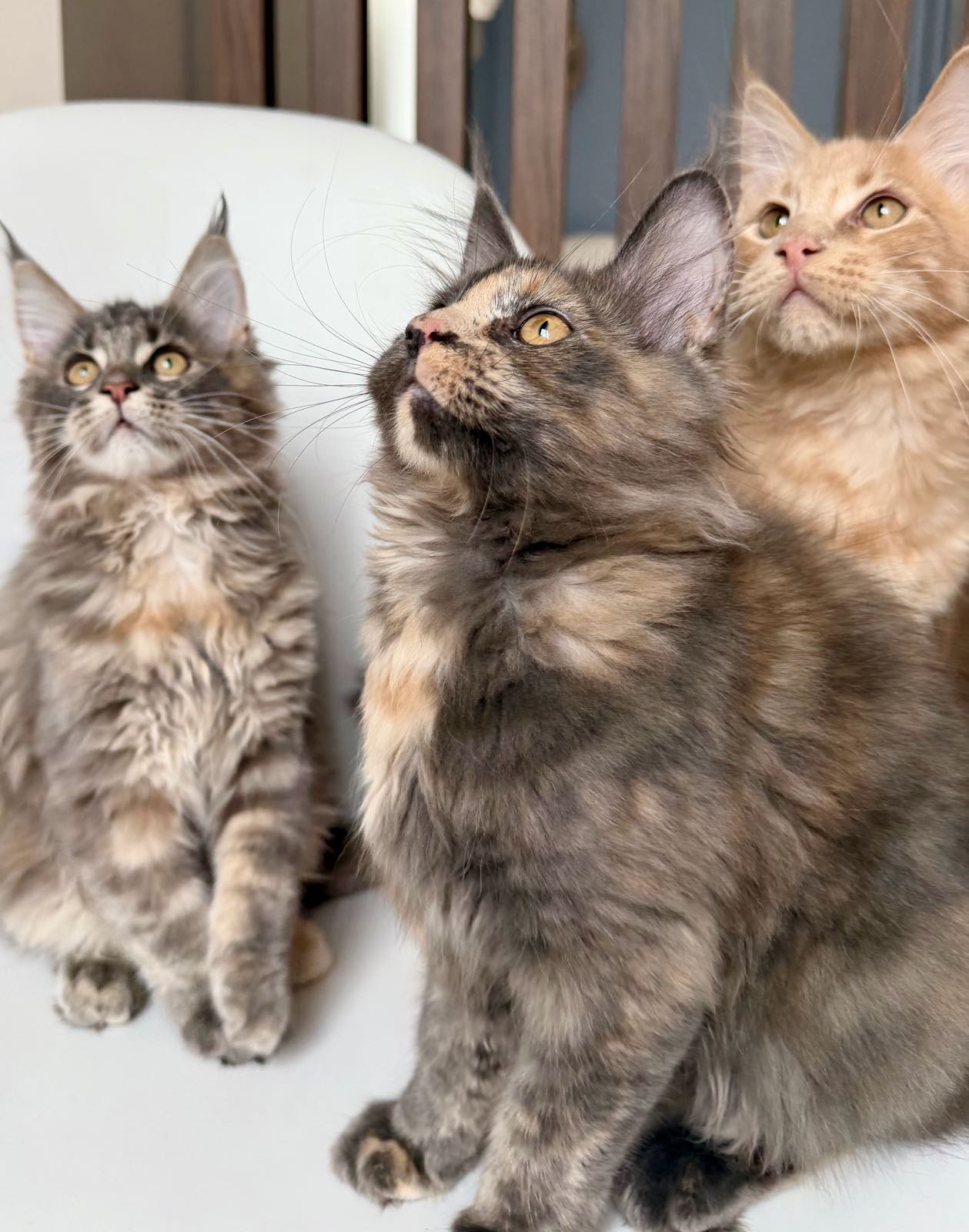 79de76693870d8f4c3149d1b2a2697c5_04_05_2026_14_52_37_811