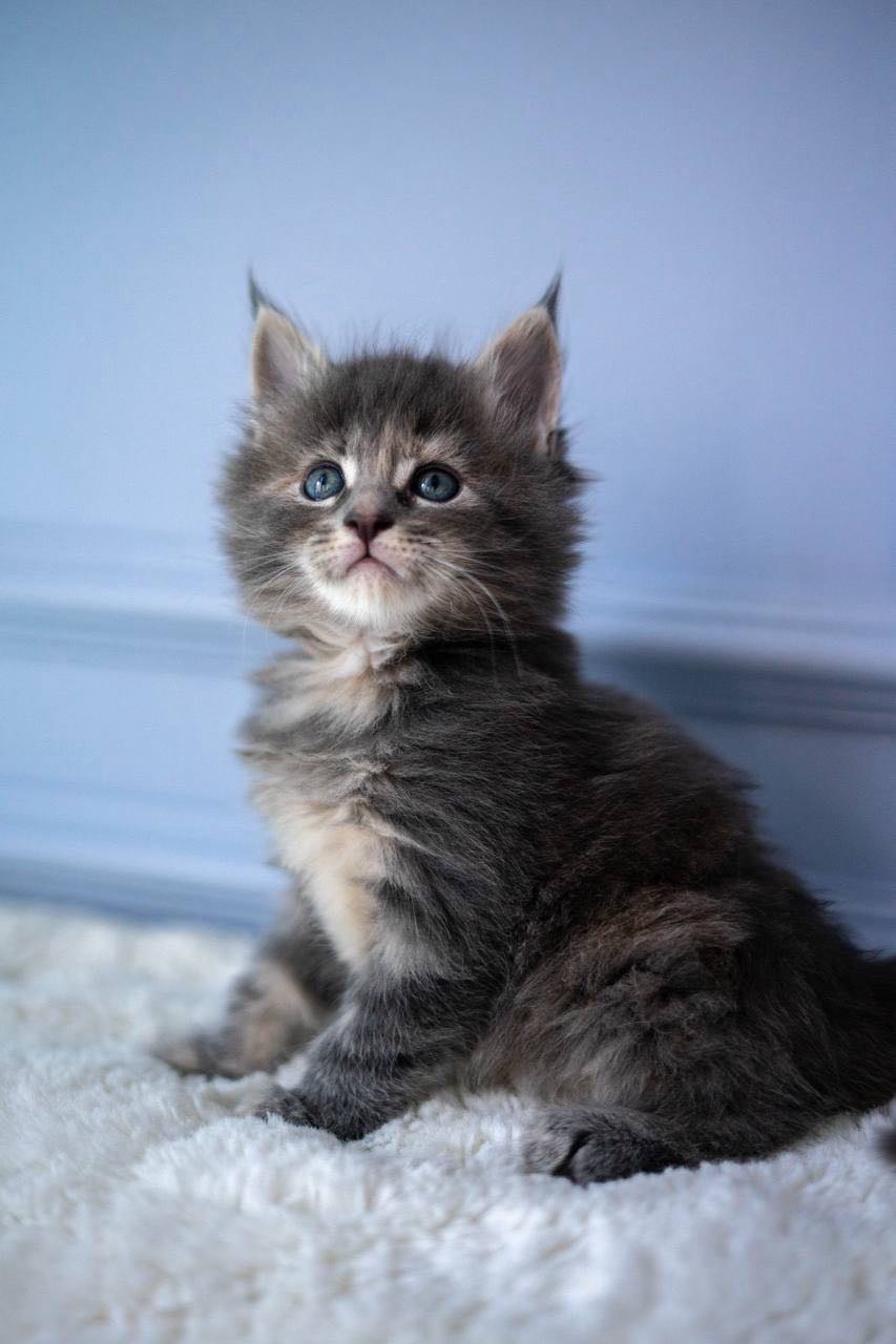 BiP-image-2026-04-01-pmt-18.06.02