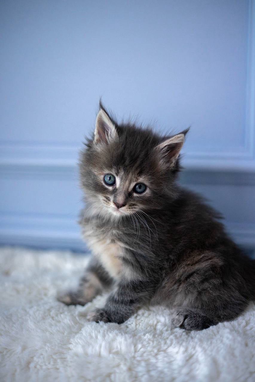 BiP-image-2026-04-01-pmt-18.06.05