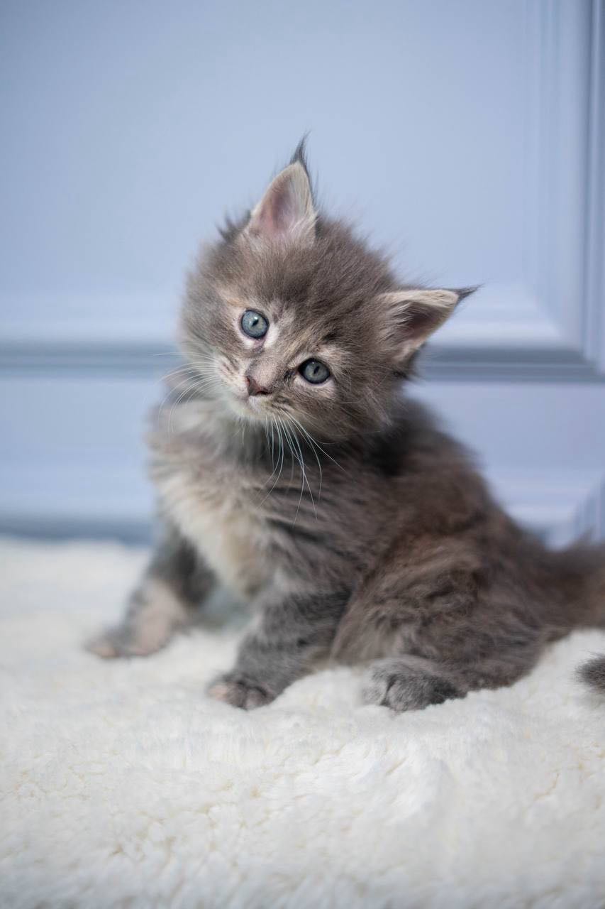 BiP-image-2026-04-01-pmt-18.06.07