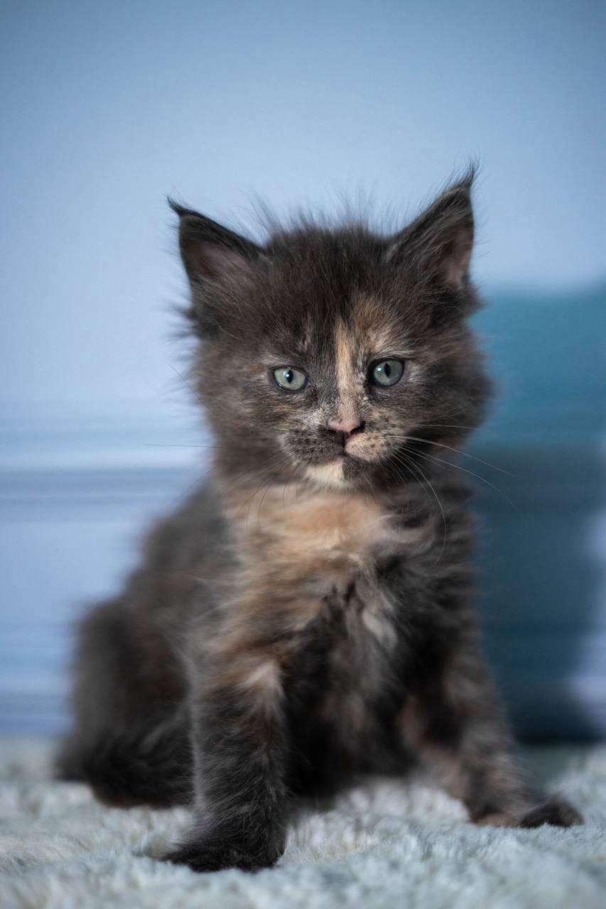 BiP-image-2026-04-01-pmt-18.06.09