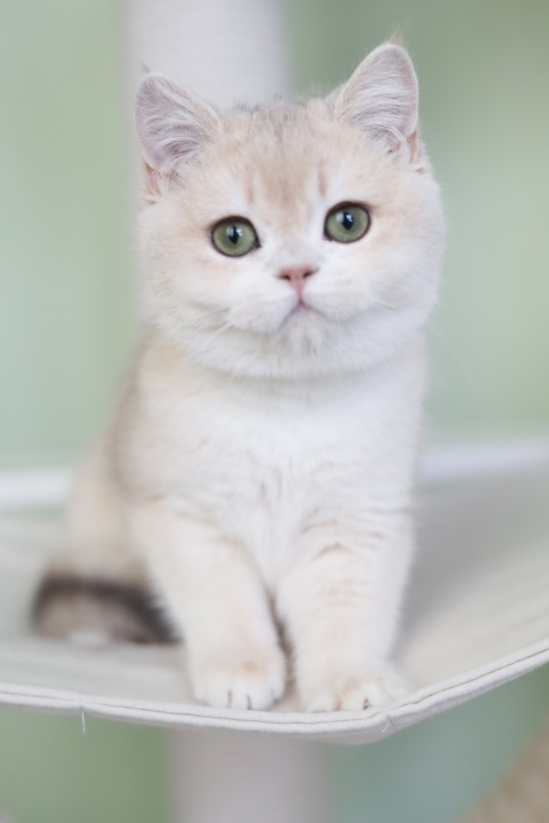 ISp70MMttWkMYKvmHzE-HhMLPjh2EYXX2OKXFETKdr4X3XBle0z3I3mr1_cwNUJEZGa-398dzYkDgAnGiw30z9FD