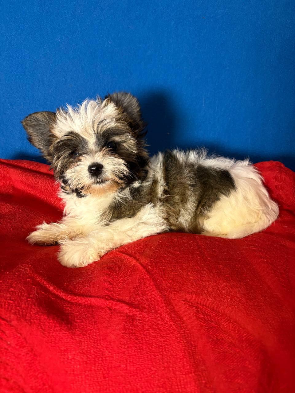 WhatsApp-Image-2026-04-14-at-23.07.12