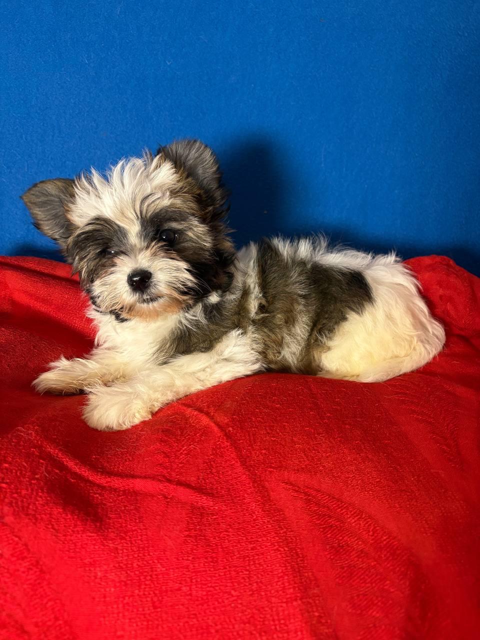 WhatsApp-Image-2026-04-14-at-23.07.23