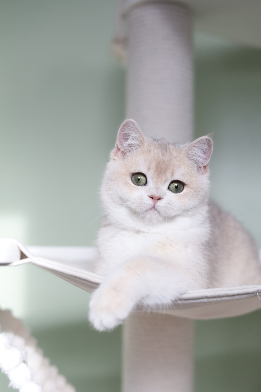 eVeOc4e3Ajz22v2JZoPmfTfGMXwqpN_w79zdCM46sJO9WSemScrHJJ7plZfqEkLrrLOKjlNF3YeOiHNuaOaTYHAu