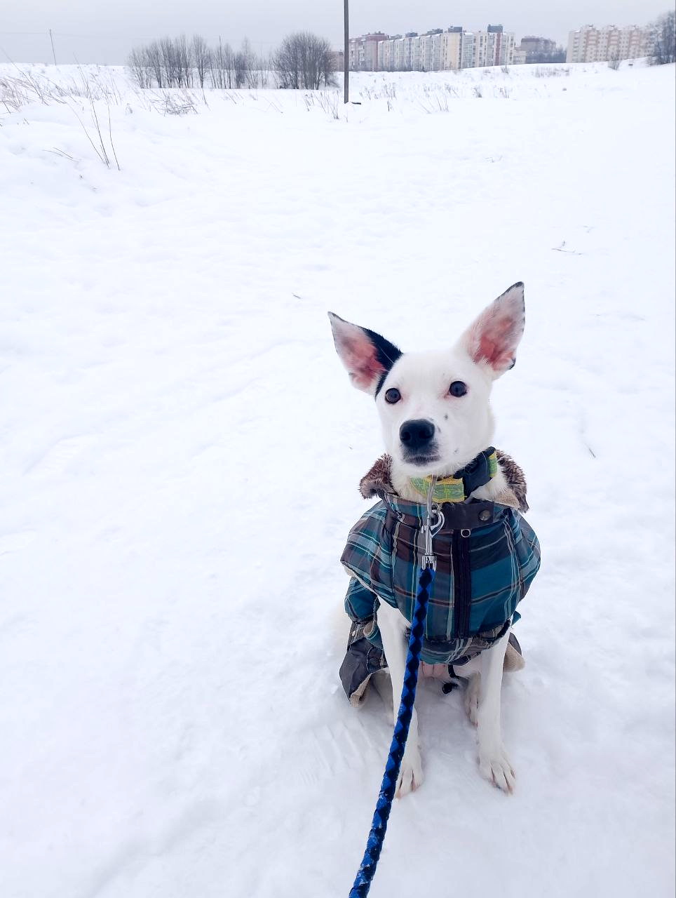 photo_5231017859134199271_y