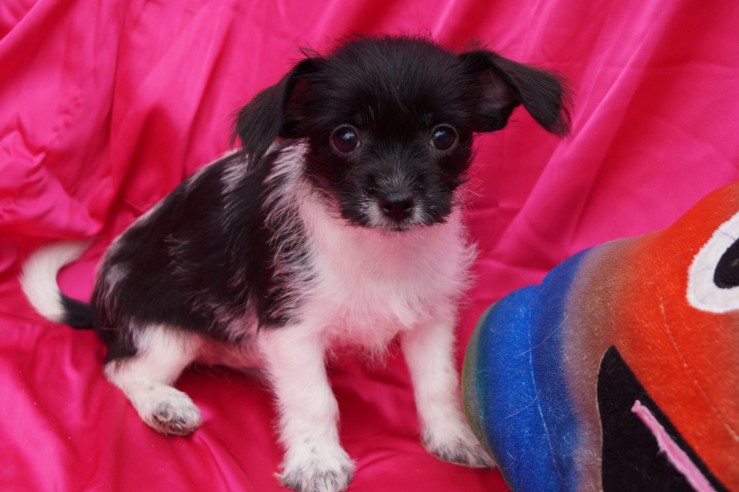 resize_image_18d6d0faa48c6c0ad35997a572538d35