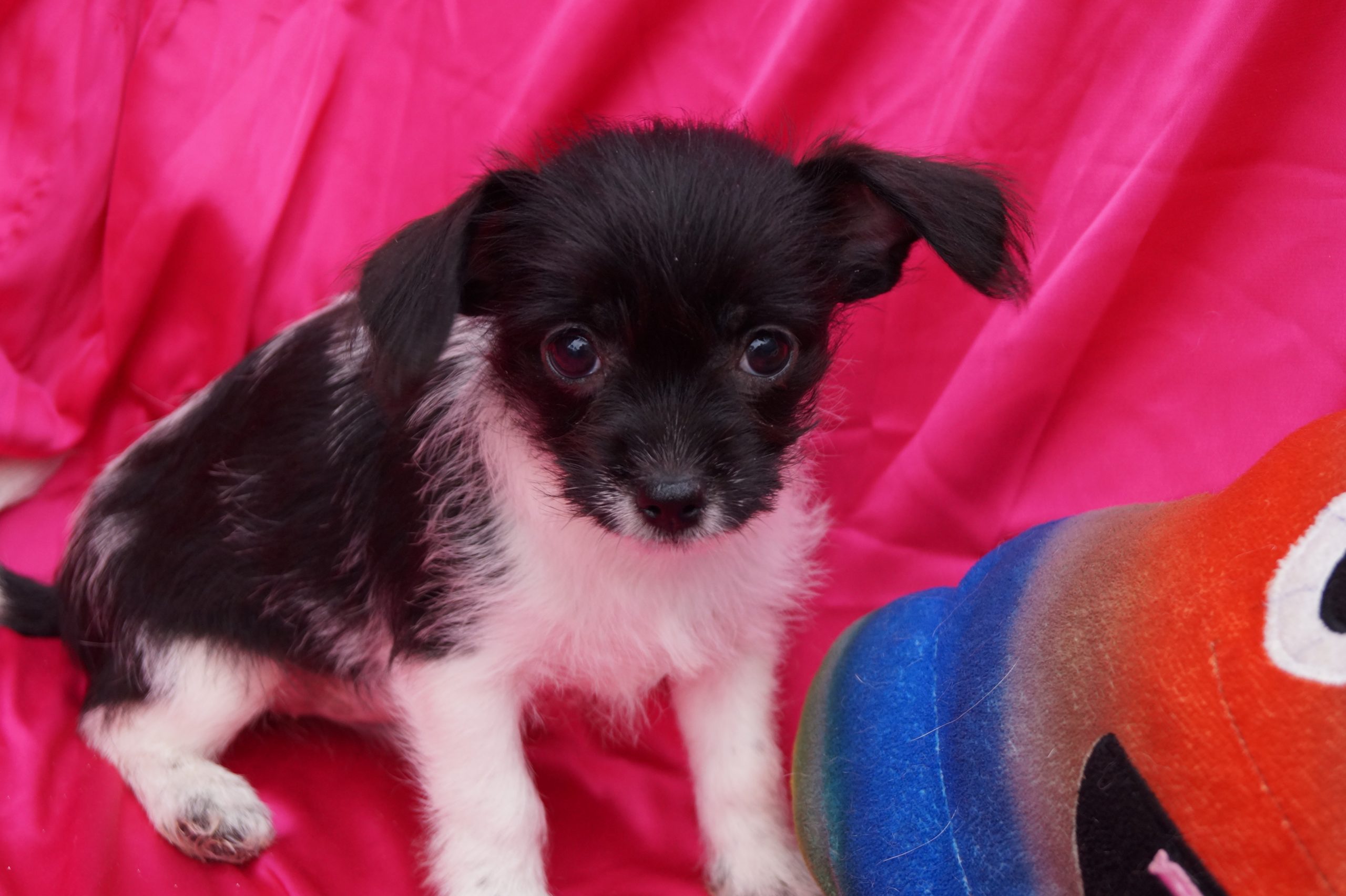 resize_image_727f169593fb3ff9014397dcad70d3ea