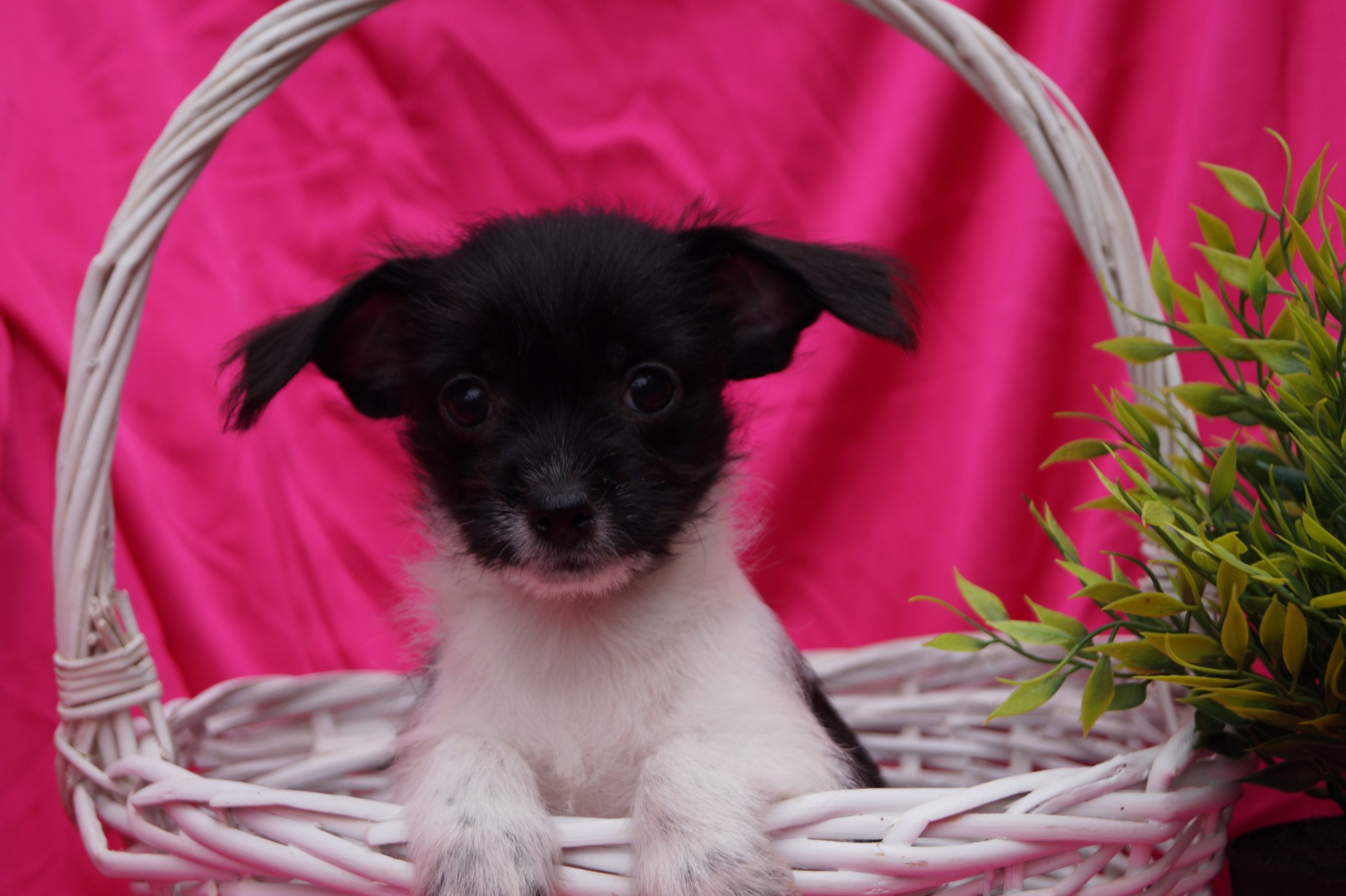 resize_image_a1e24425e8b58b4559a6e2ca8ff53cf2