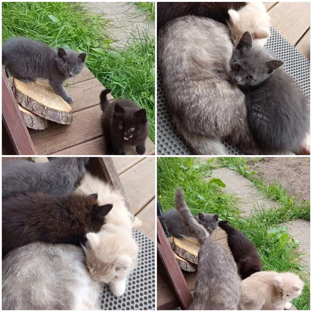 0-Коллаж