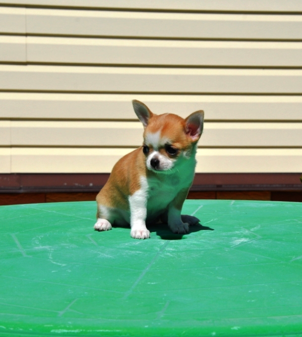 DSC0550