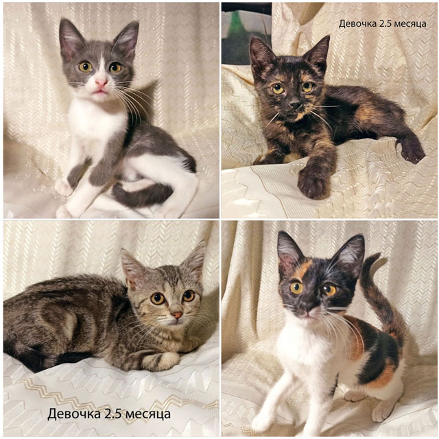 0-Коллаж-2