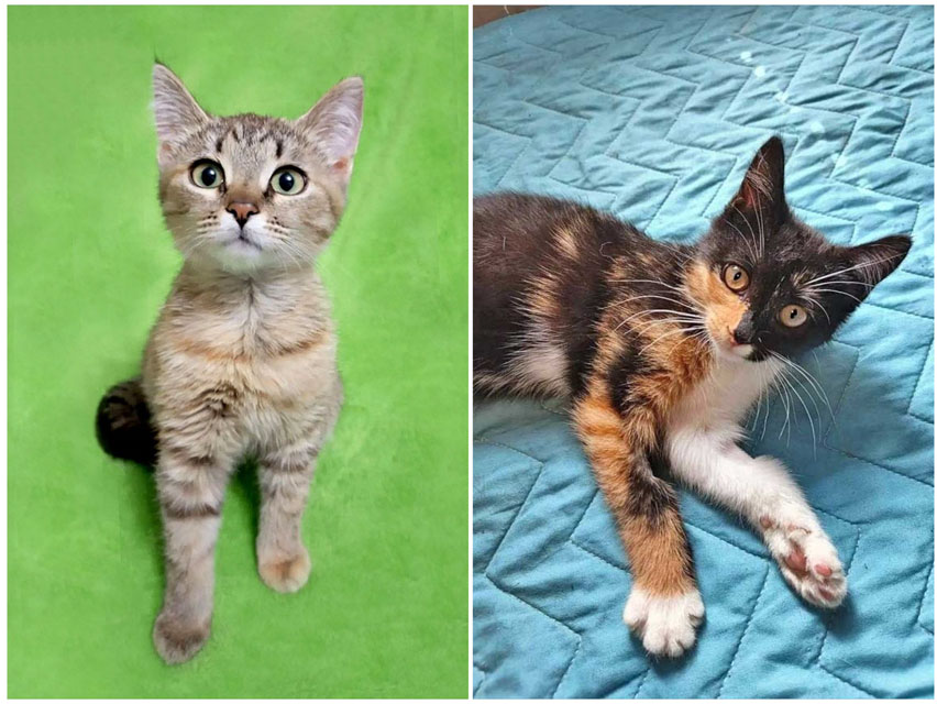 0-Коллаж