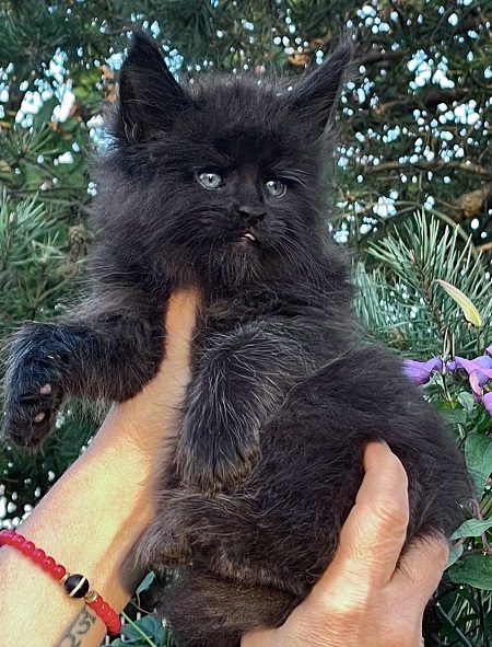IMG_3790